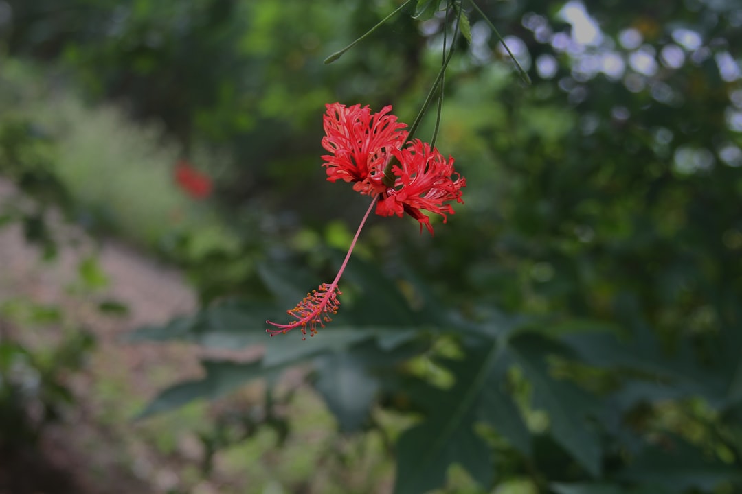 bermuda