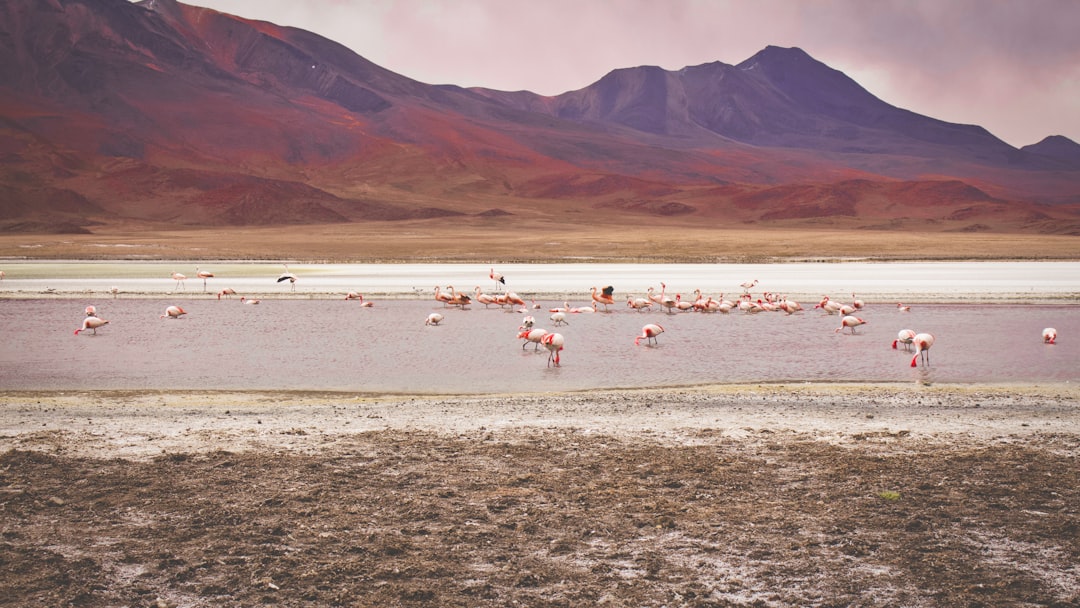 bolivia