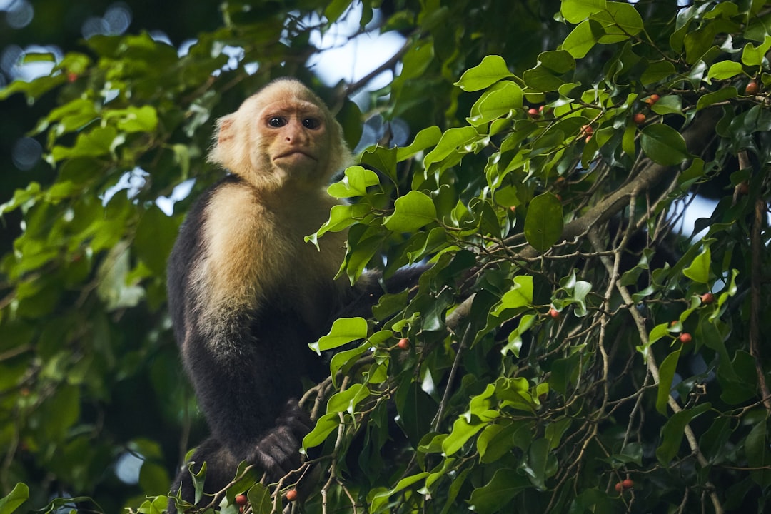 costa_rica