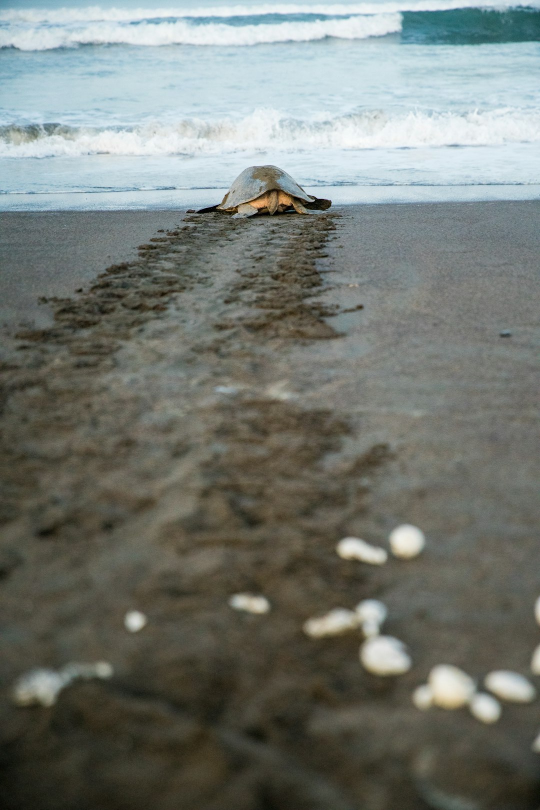 costa_rica