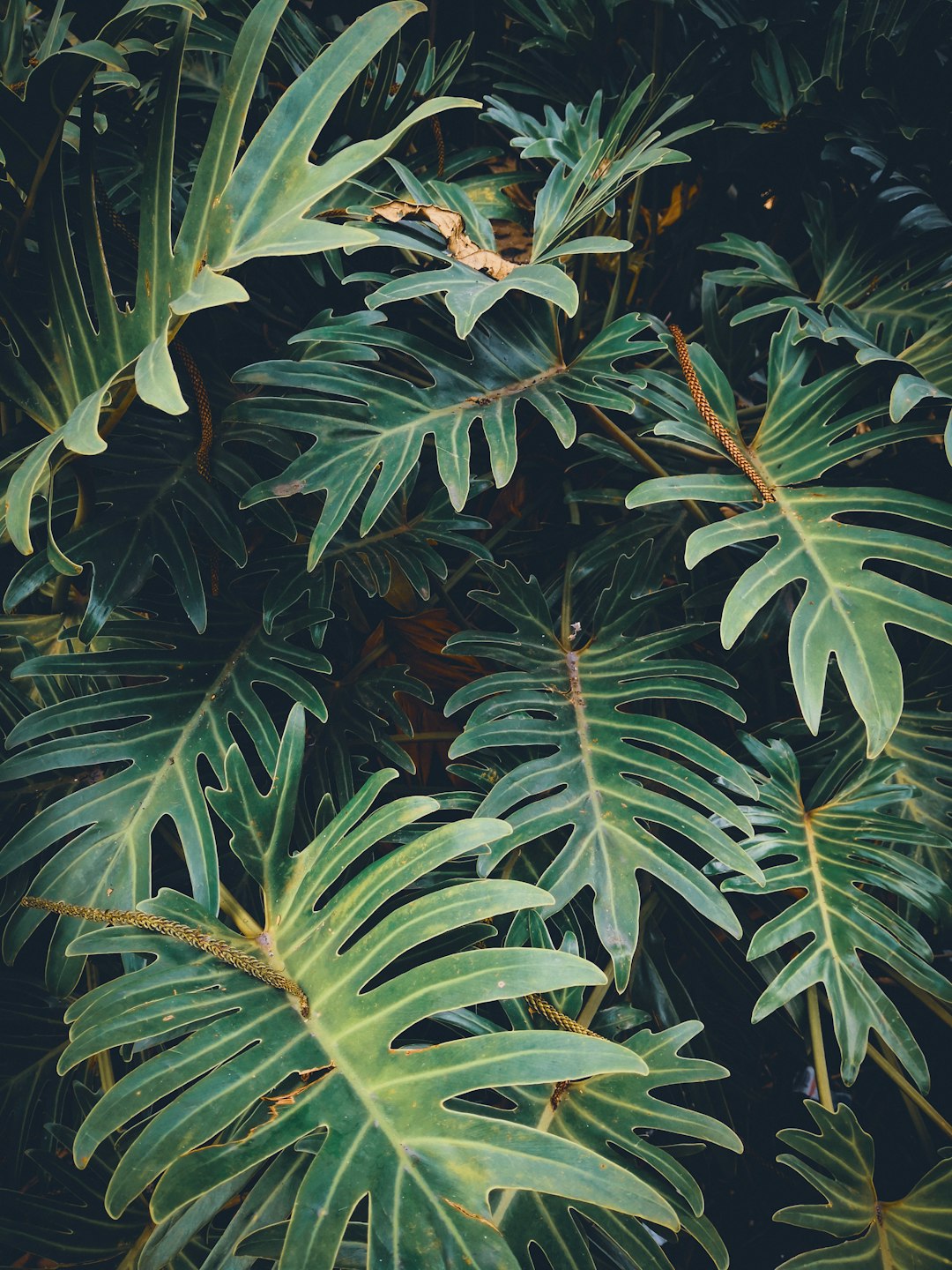 costa_rica