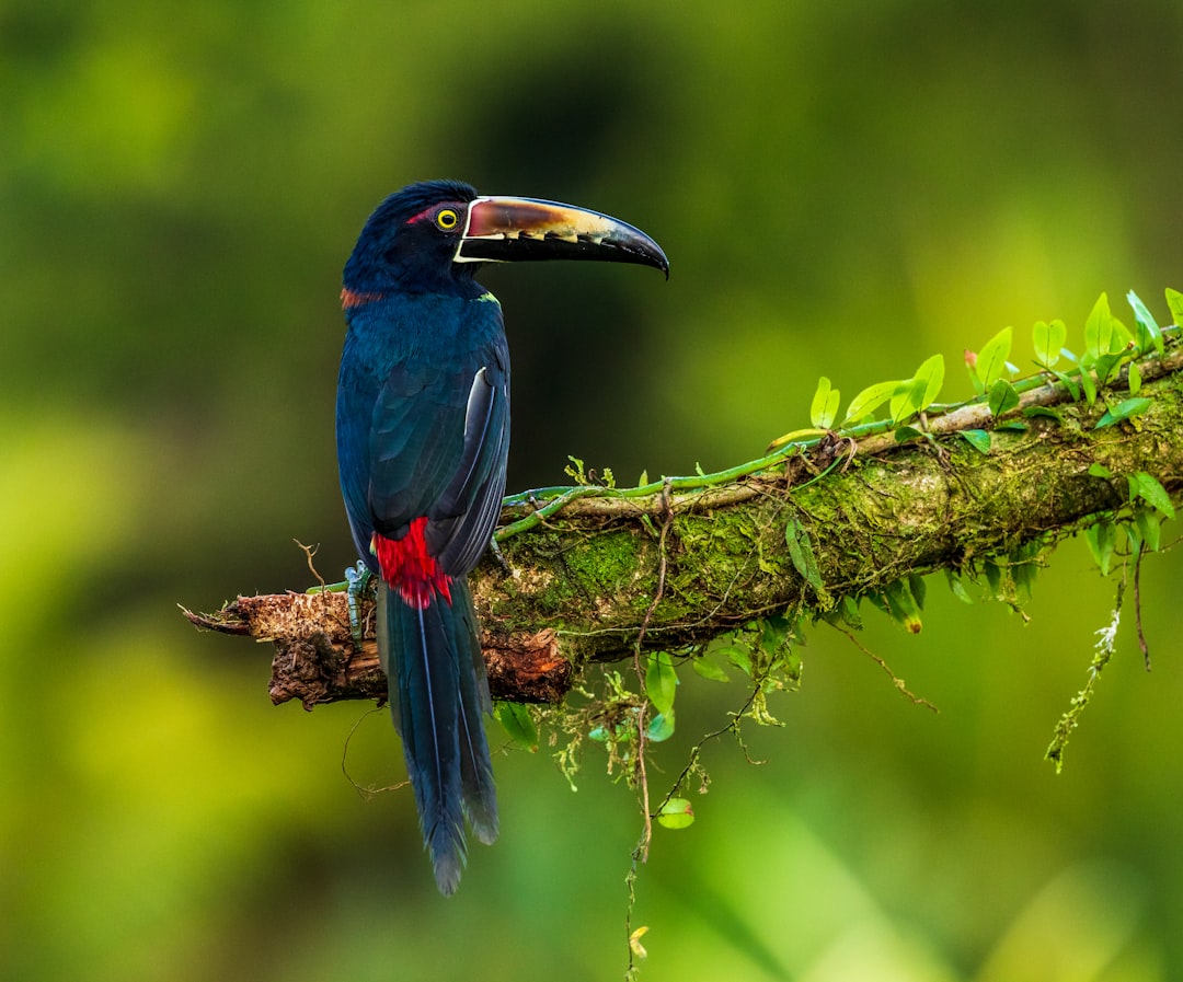 costa_rica