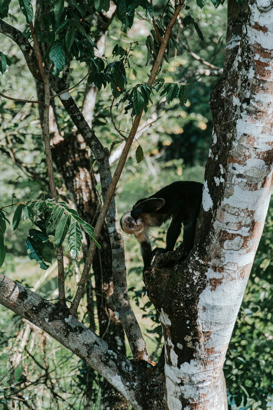 costa_rica