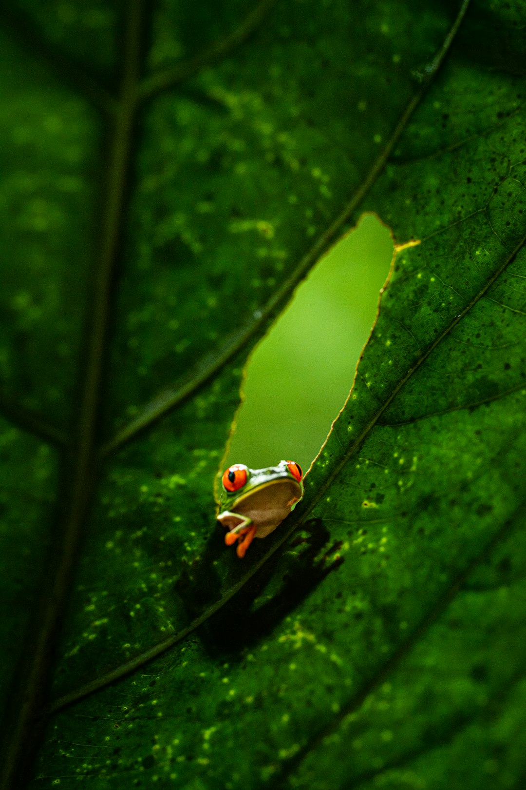 costa_rica