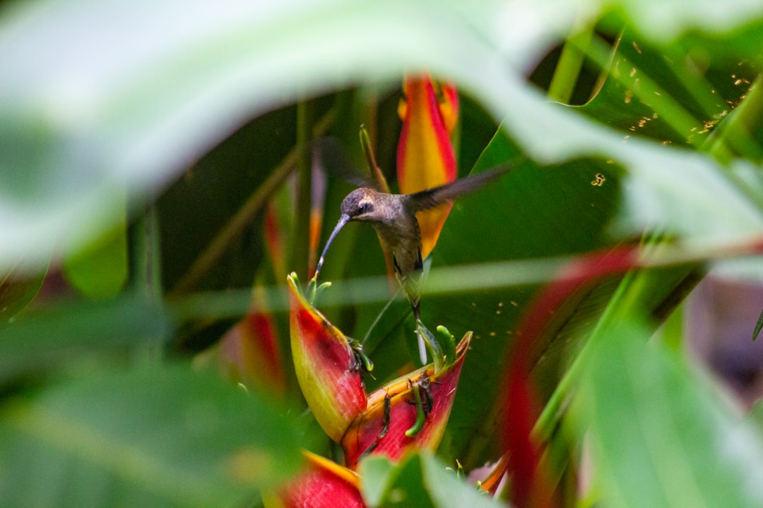 costa_rica