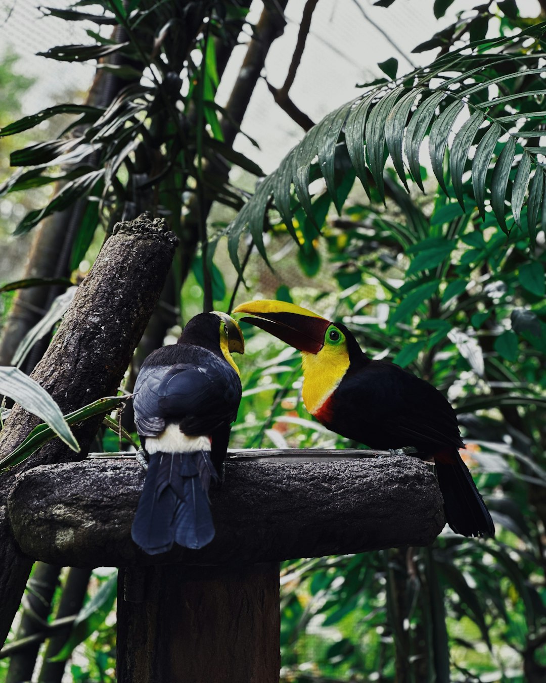 costa_rica