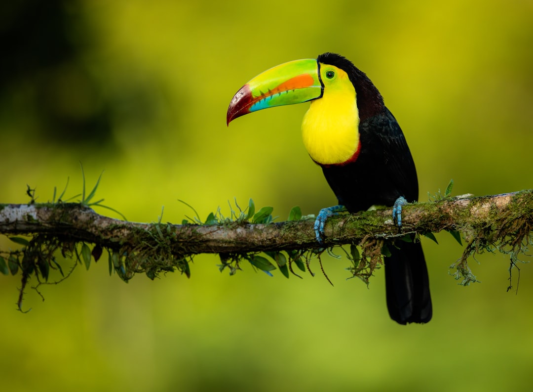 costa_rica