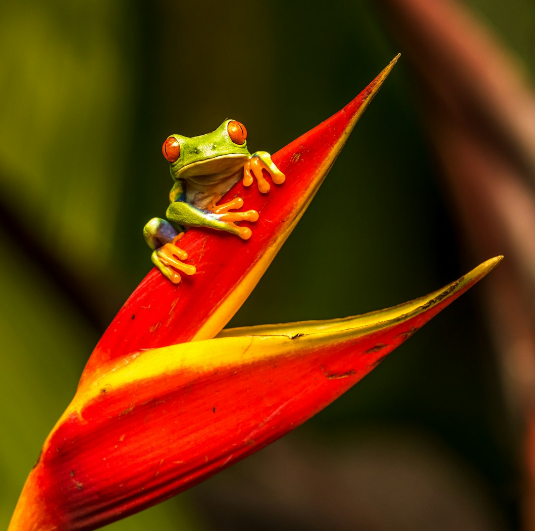 costa_rica
