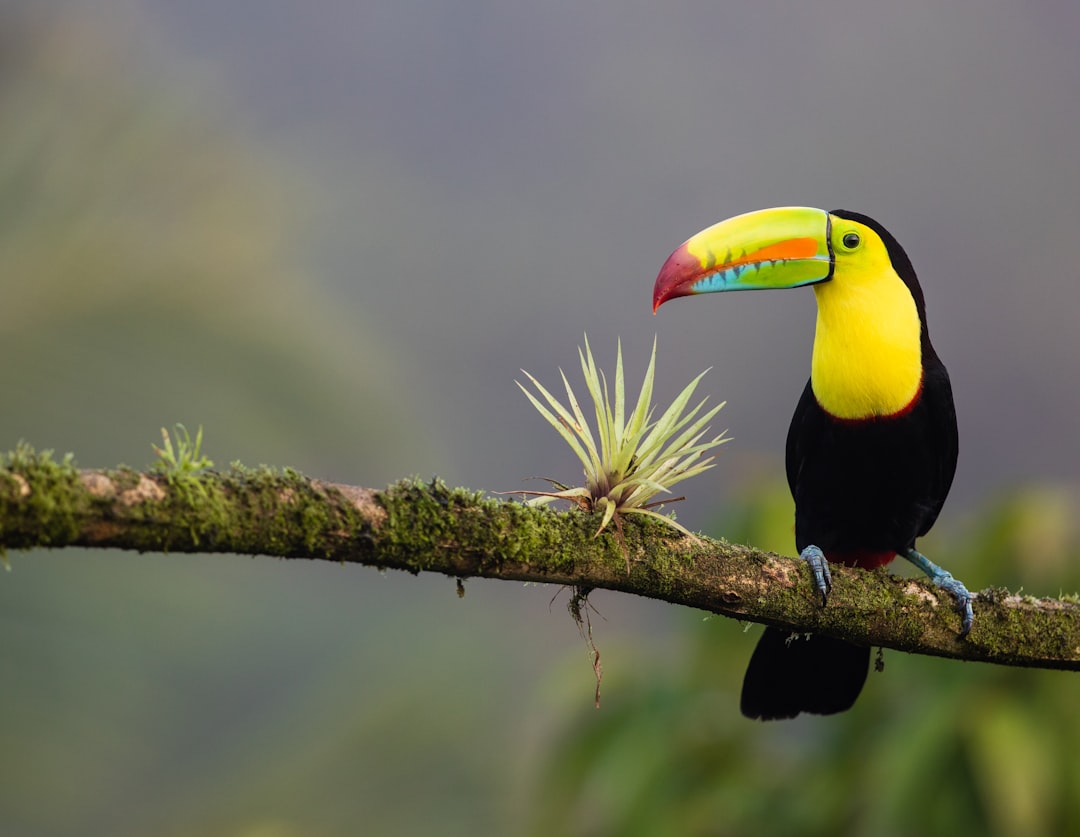 costa_rica