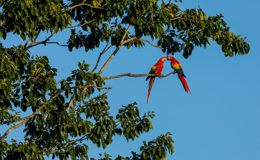costa_rica