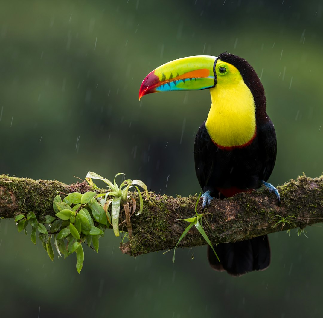 costa_rica