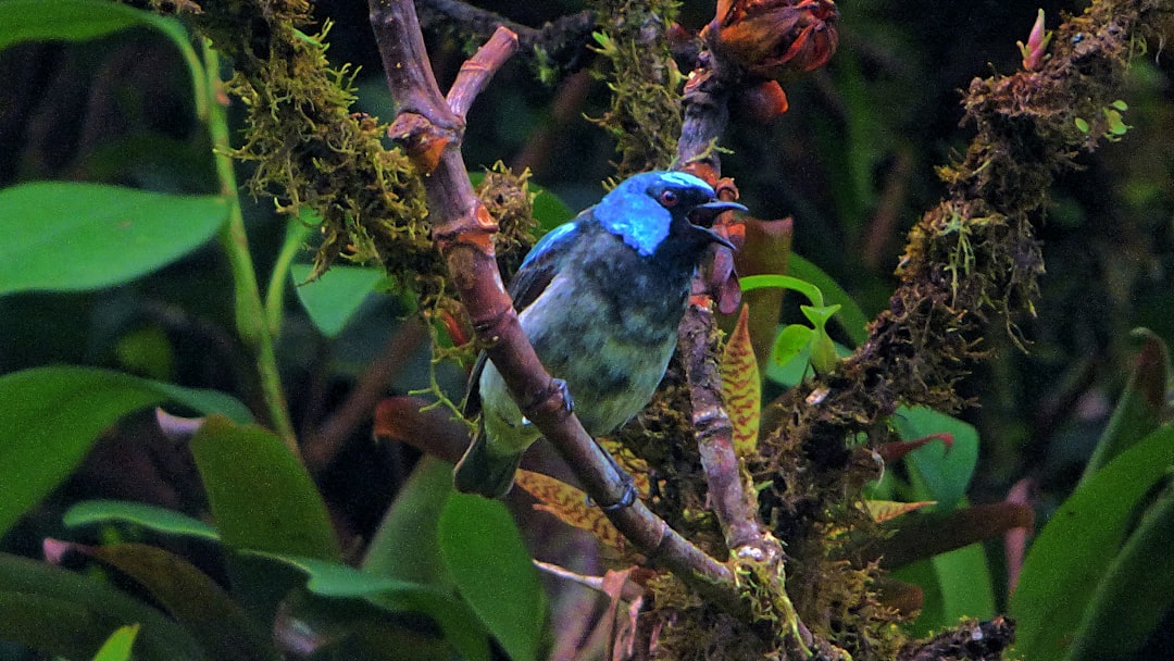 costa_rica