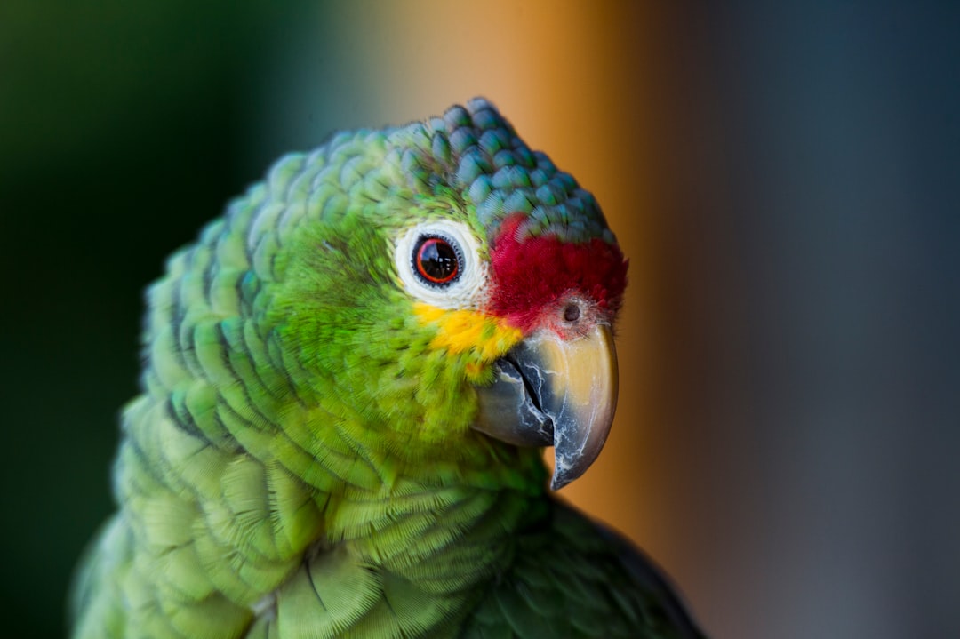 costa_rica