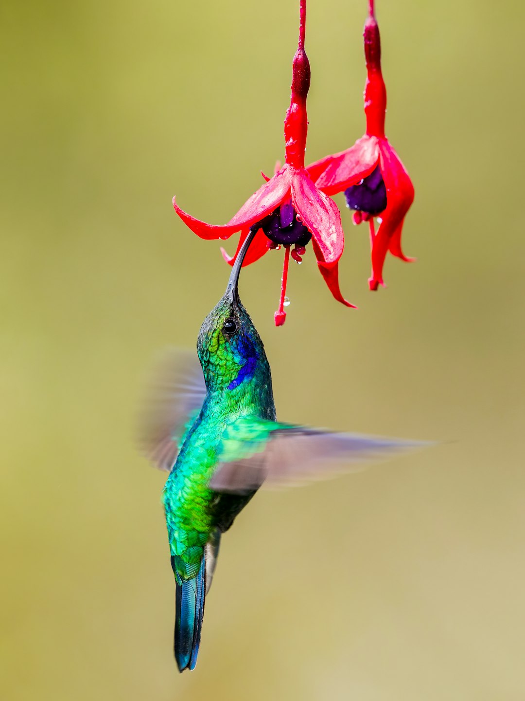 costa_rica