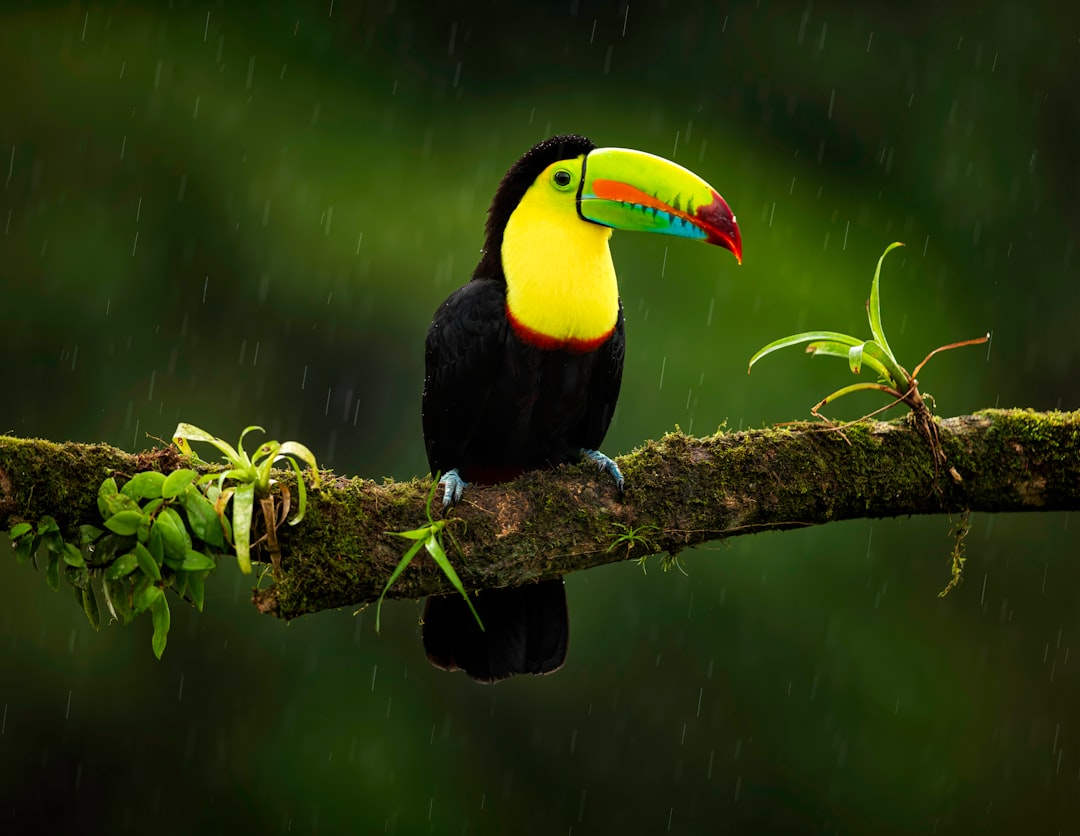 costa_rica