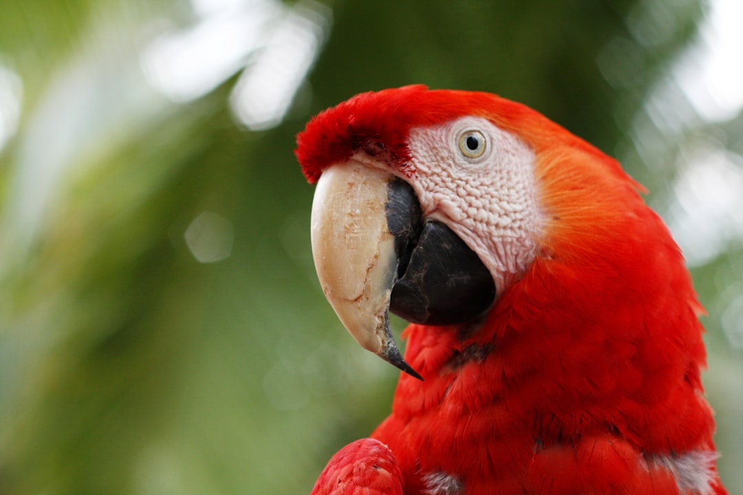 costa_rica
