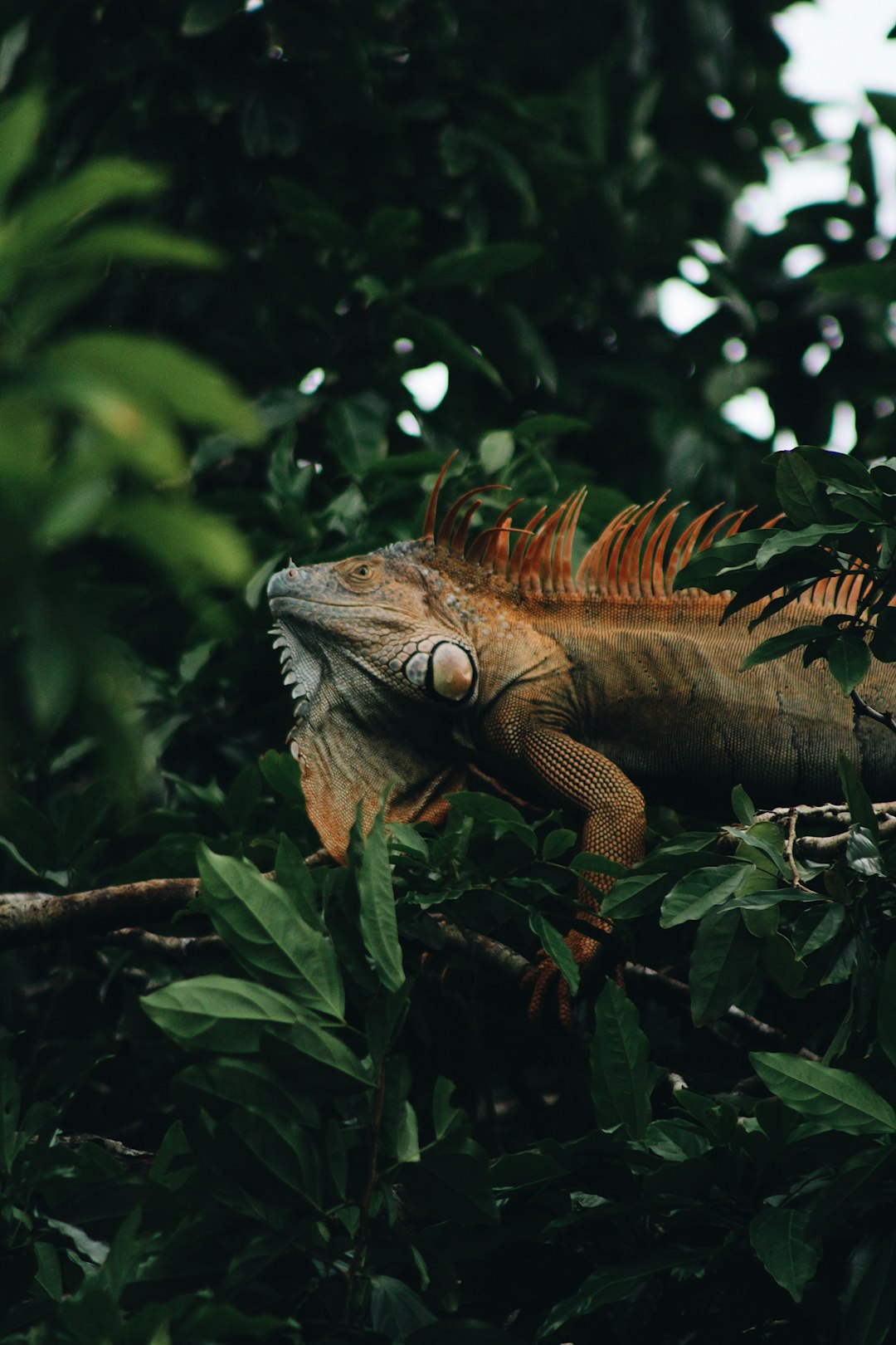 costa_rica