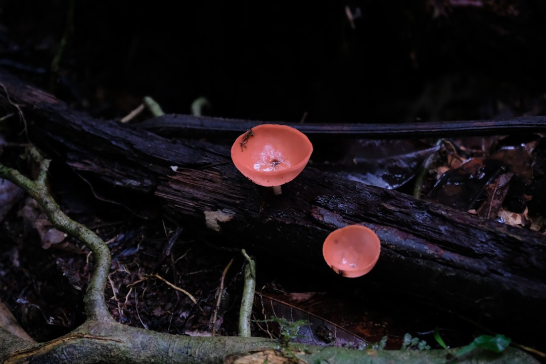 ecuador