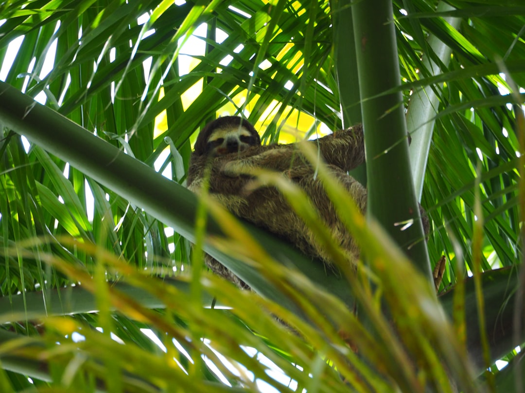 panama