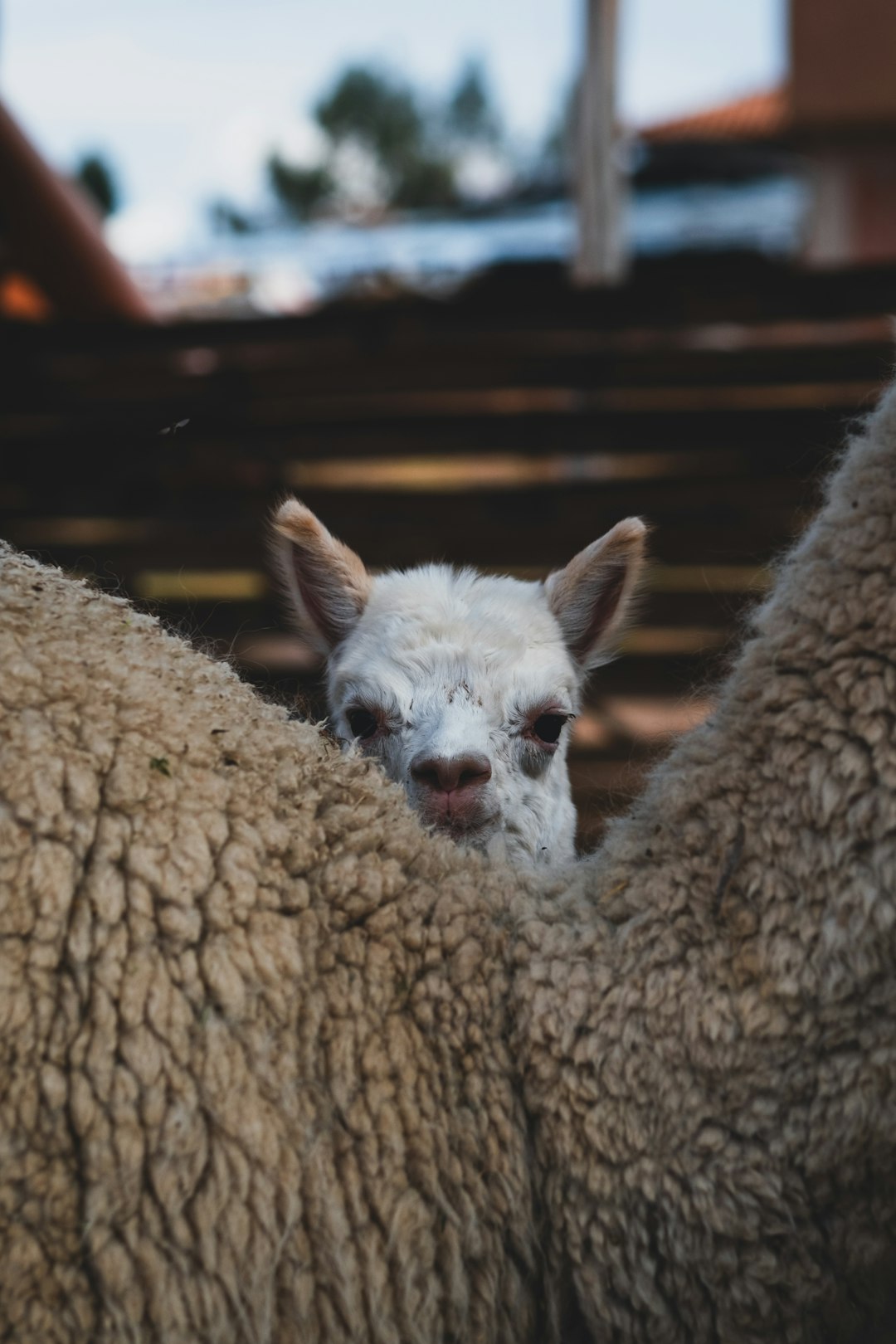 peru