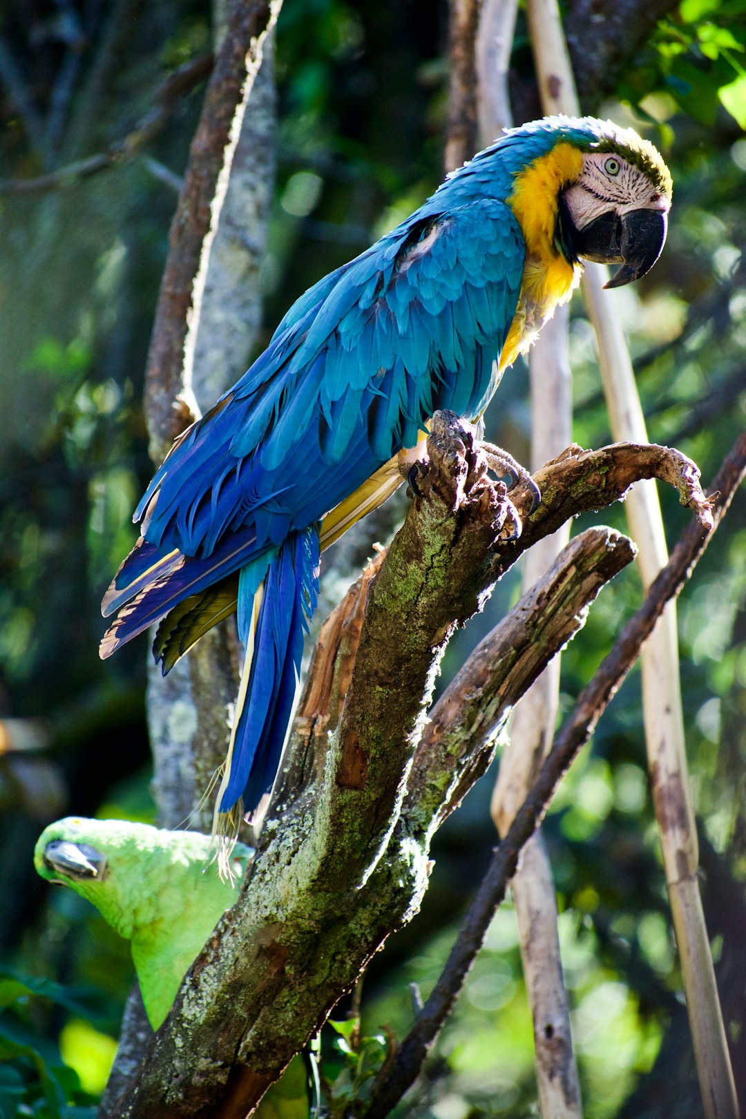 peru