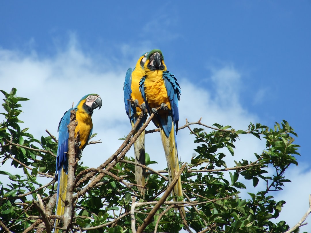 venezuela